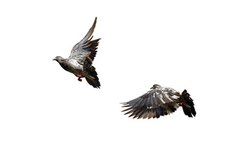 Closeup Rock Pigeon Flying in The Air Isolated on White Background with Clipping Path