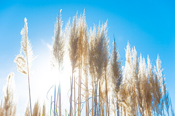 パンパスグラス