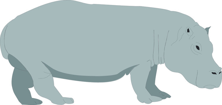 Illustration of a hippo