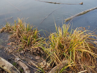 Forest pond at the beginning of winter. Freezing-over.