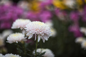 Obraz premium White chrysanthemums on a blurry background close-up. Beautiful bright chrysanthemums bloom in autumn in the garden. Chrysanthemum background with a copy of the space.