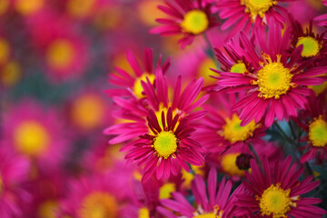 Red-purple with yellow center chrysanthemums on a blurry background close-up. Beautiful bright chrysanthemums bloom in autumn in the garden. Chrysanthemum background with a copy of the space.