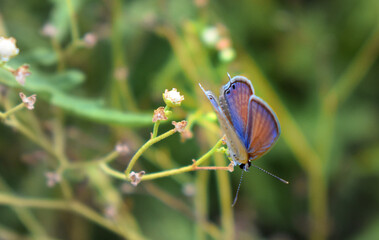 Beautiful blue butterfly sitting on a flower in a garden.