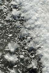 482-02 Ice Feathers at Volo Bog