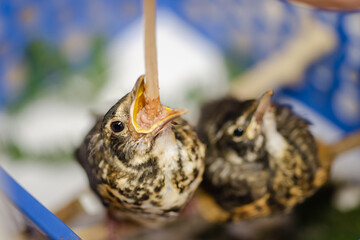 Two fledgeling American robin birds being fed at wildlife rehab center