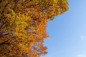 黄色に紅葉した公園の木々の葉