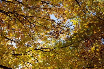 黄色に紅葉した公園の木々の葉