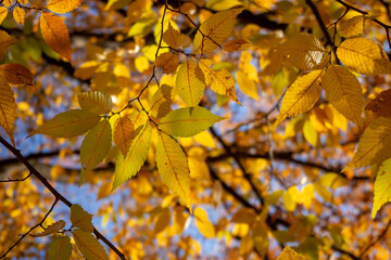 黄色に紅葉した公園の木々の葉のクローズアップ