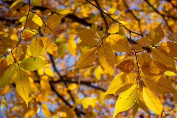 Obraz premium 黄色に紅葉した公園の木々の葉のクローズアップ
