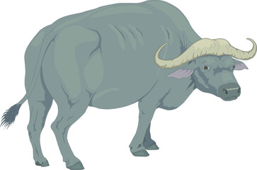 Illustration of a ram