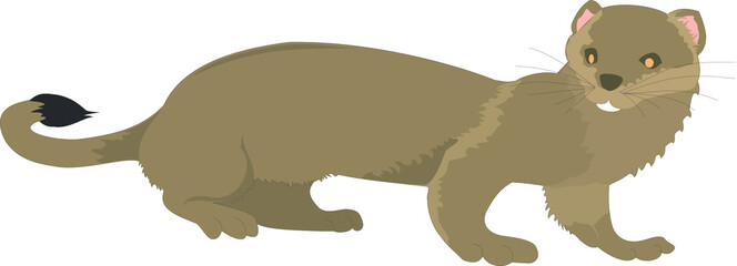 Illustration of a weasel