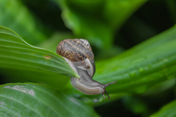 Zbliżenie na ślimaka na zielonych liściach 