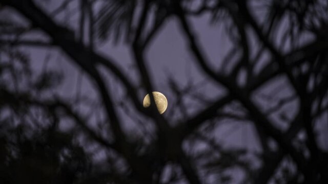 Full Moon setting behind trees at dawn