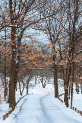 482-46 Snow Covered Road