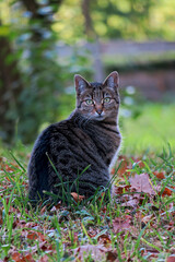 Naklejka na ściany i meble cat sits in the autumn garden