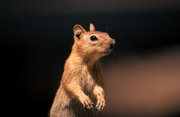 Close up portrait of ground squirrel, plain background,with copy space