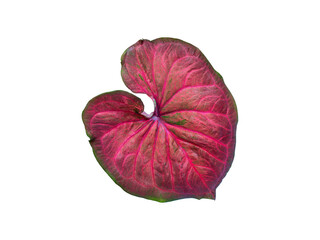 isolated caladium leaf red and pink color with clipping path on white background / closeup texture of beautiful vivid and unique heart-shaped of topical plant