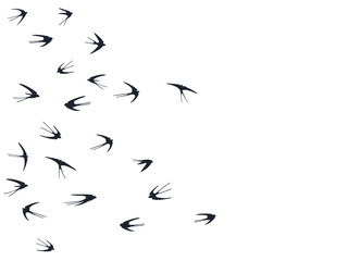 Flying swallow birds silhouettes vector illustration. Nomadic martlets swarm isolated on white. 