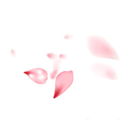 Pink sakura flower flying petals isolated on white vector background.