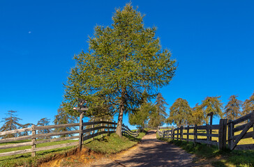 Spätsommer auf dem Salten, Südtirol