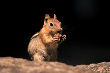 Golden-mantled ground squirrel, Callospermophilus lateralis, eating