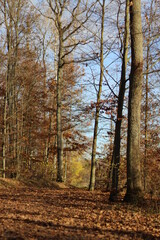 Herbstwald
