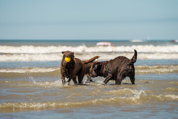Two chocolate labrador retriever pups playing in the ocean surf