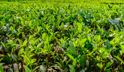 Tea plantation landscape of Darjeeling India
