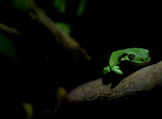 Sleepy Green Frog