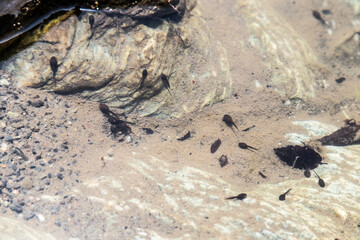Tadpole swimming in a pool of water_05
