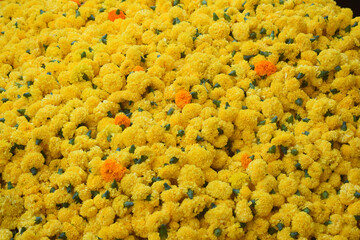 MARIGOLDS FLOWER FOR SALE  IN BULK