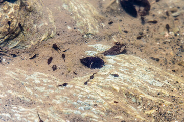 Tadpole swimming in a pool of water_04
