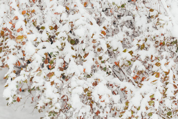 Bush branches with yellow leaves under the hats of snow. Winter background.