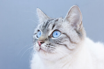 Portrait of a white cat on a black background...