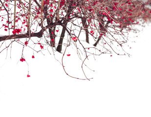 Winter trees. Viburnum trees in a row among pure white snow. Trees, isolated on white background. Simplicity and beauty of nature. Zen like image.