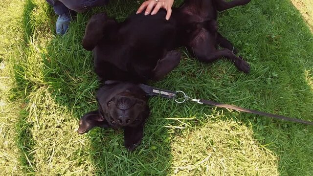 Black puppy lying on the lawn and enjoying stroking