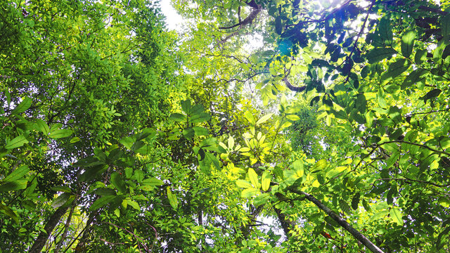 Green leaves on tree conopy with sun light from background