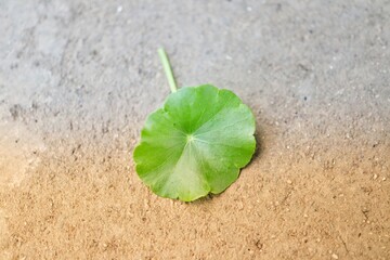 leaf on the sand