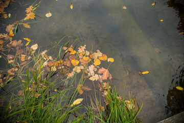 autumn in the park with yellow and gold leaves  