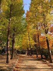 Naklejka premium 紅葉するイチョウの木,緑から黄色へのグラデーション,日本の秋