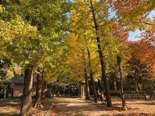 Naklejka premium 紅葉するイチョウの木,緑から黄色へのグラデーション,日本の秋