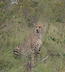 portrait of hungry cheetah sitting in the wild masai mara kenya licking its lips