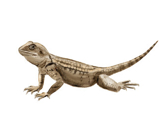 Realistic illustration with roughtail rock agama