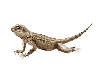 Naklejka premium Realistic illustration with roughtail rock agama