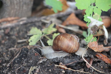 Helix pomatia also Roman snail, edible snail or escargot mones via the street