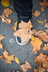 autumn in the park with yellow and gold leaves  