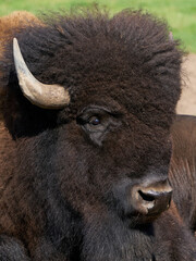 American bison (Bison bison)