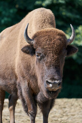 American bison (Bison bison)
