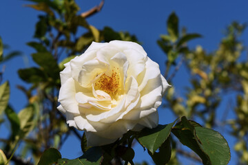 Fotografía macro de una hermosa rosa blanca grande, con un insecto en sus pétalos. Fondo floral...