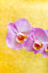 A branch of purple orchids on a shiny gold background.
